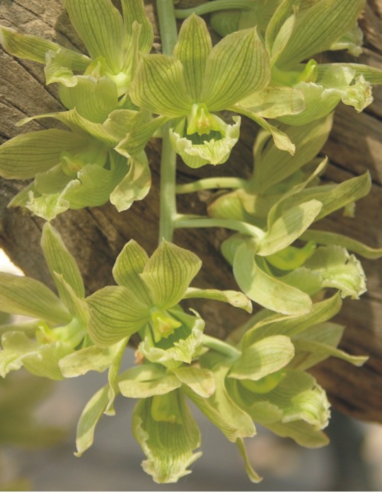 Clowesia russelliana